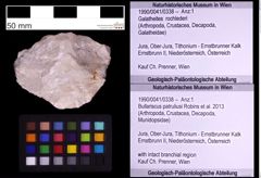 Foto (Objekt + Etiketten) von Bullariscus patruliusi (Robins et al., 2013) (NHMW-GEO-1990-0041-0338)